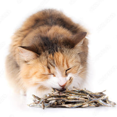 Lickable Cat Treats Sardine Flavor
