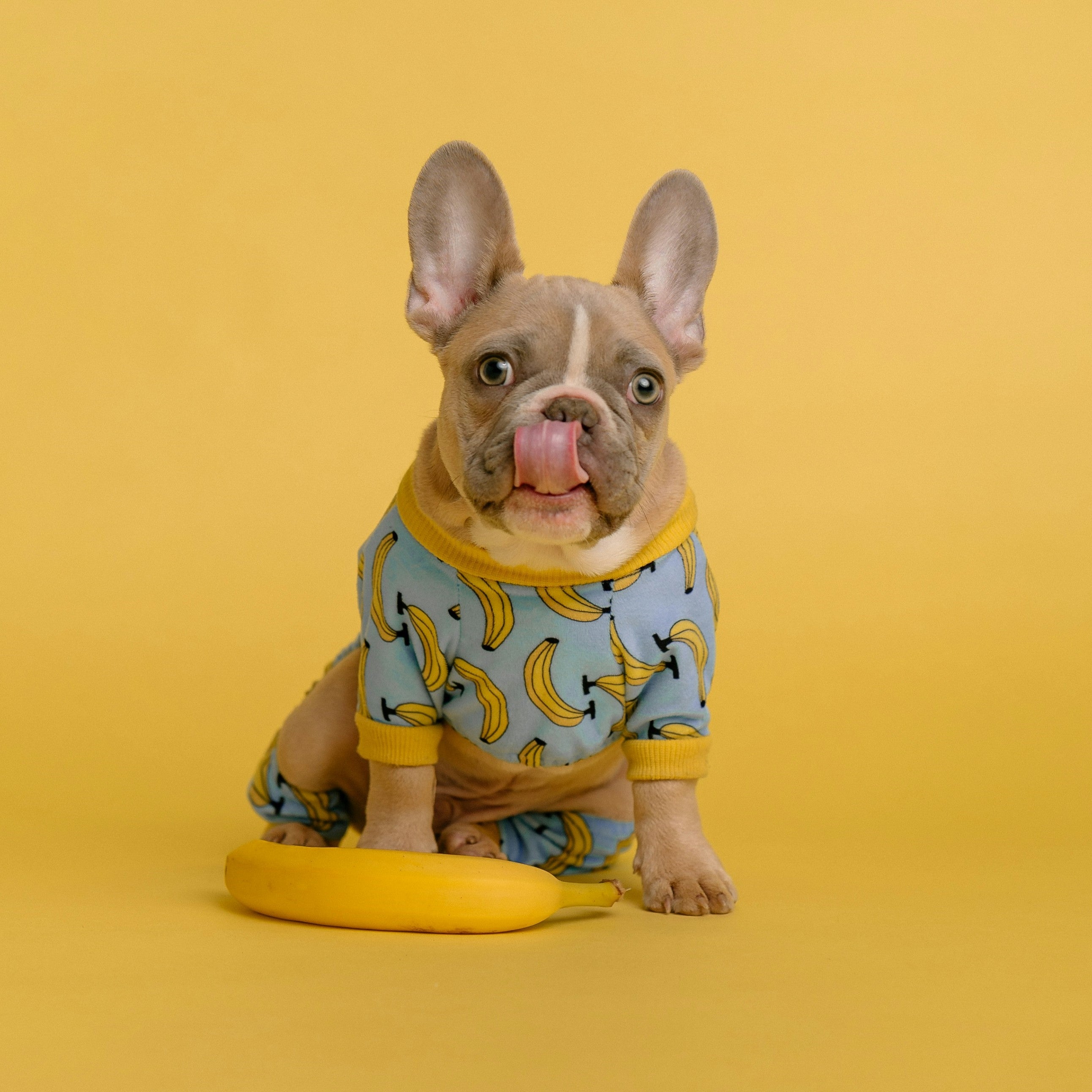 Banana print dog tee shirt